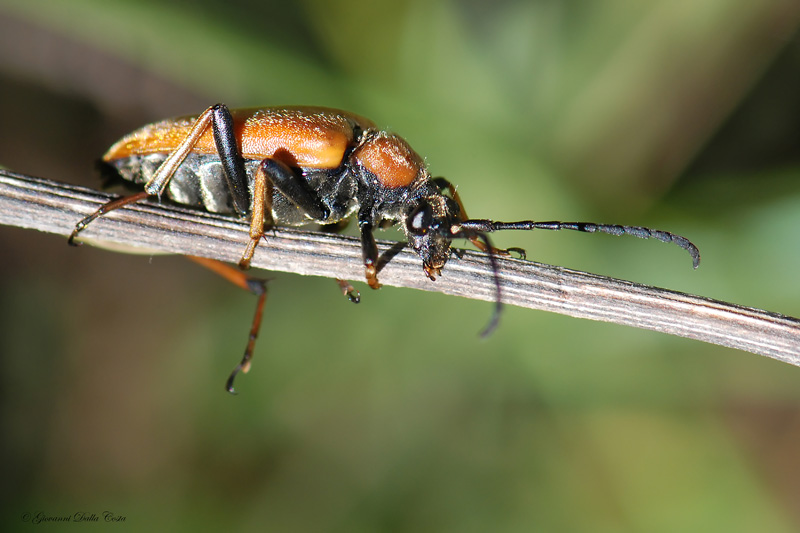 due identificazioni dalle Prealpi Vicentine
